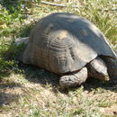 Image of Marginated Tortoise