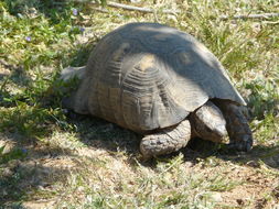 Image of Marginated Tortoise