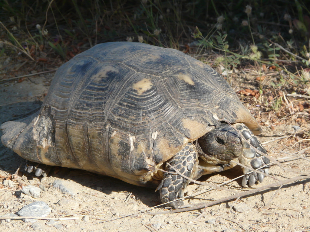 Image of Marginated Tortoise