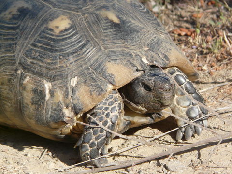 Image of Marginated Tortoise