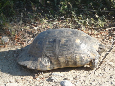 Imagem de Testudo marginata Schoepff 1792