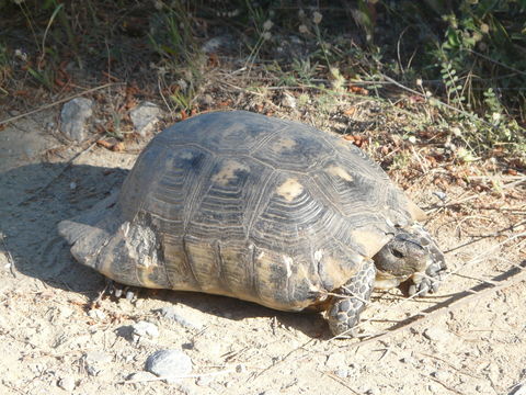 Image of Marginated Tortoise