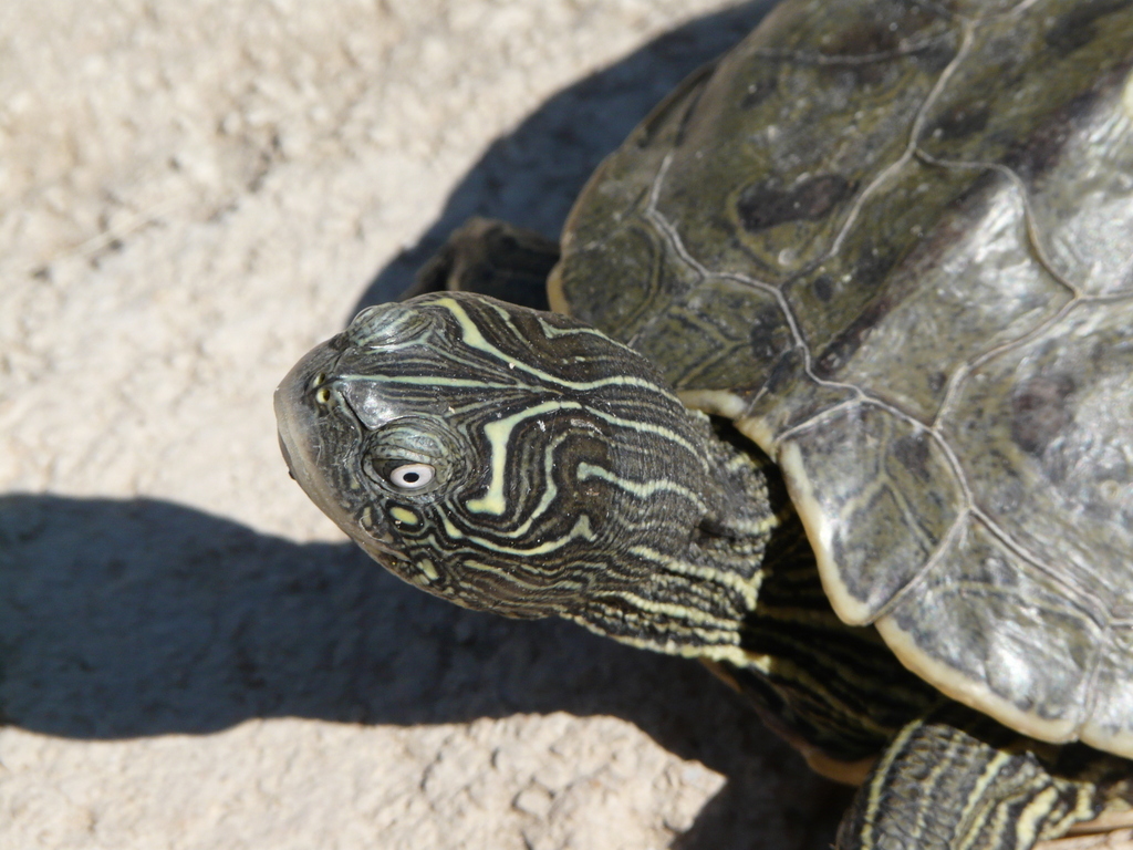 Image of Mississippi map turtle