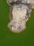 Image of Pygmy hippopotamus