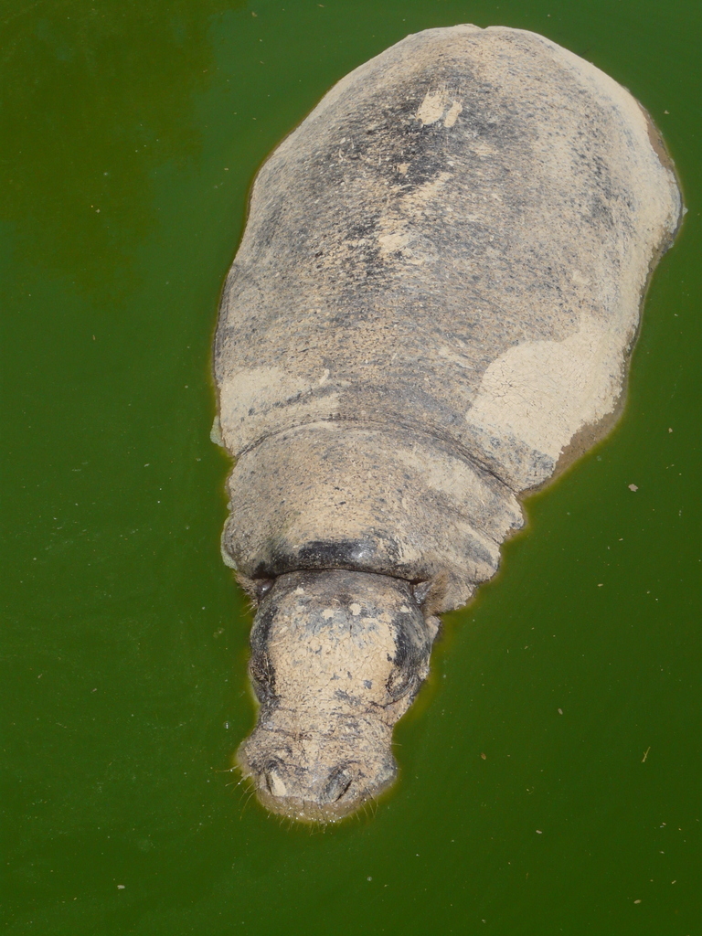Image of Pygmy hippopotamus