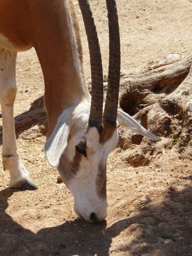 Image of Scimitar-horned Oryx