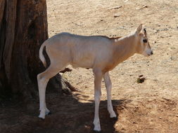 Image of Scimitar-horned Oryx