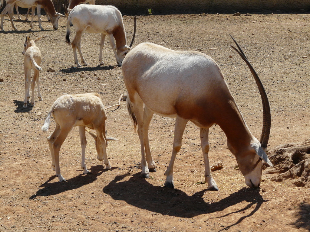 Image of Scimitar-horned Oryx