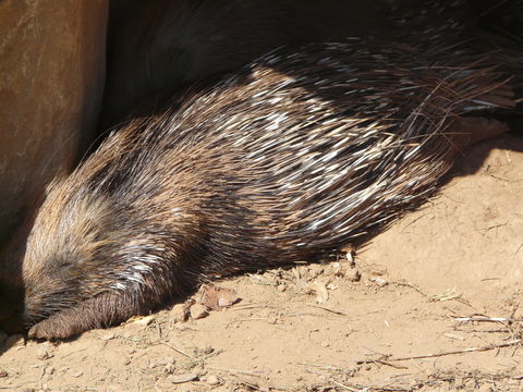 Image of Indian Crested Porcupine