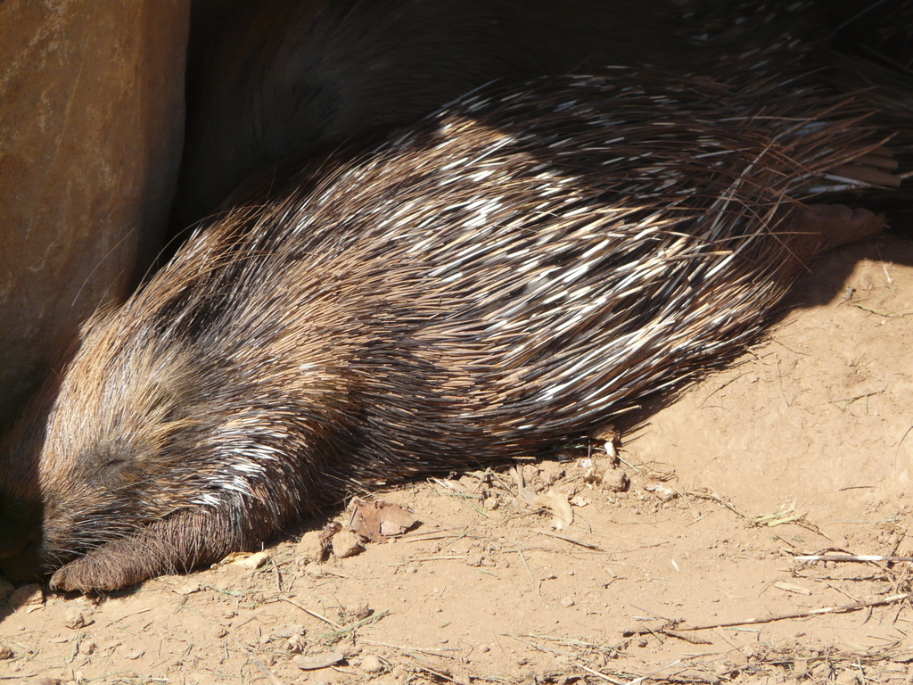 Image de Hystrix indica Kerr 1792