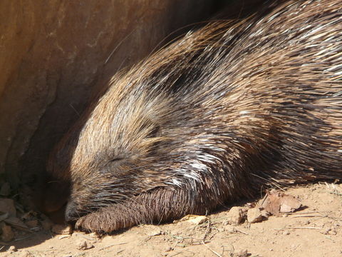 Image of Indian Crested Porcupine