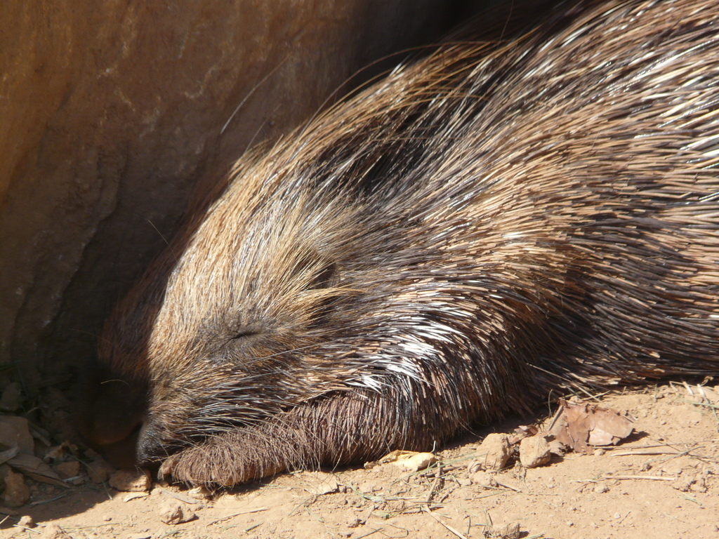 Image of Indian Crested Porcupine