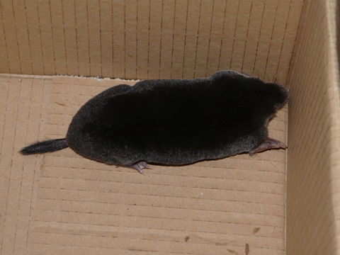 Image of common mole, european mole
