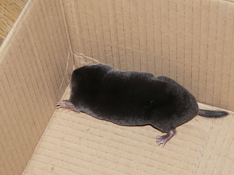 Image of common mole, european mole