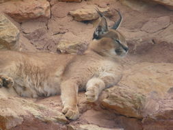 Image of Caracal