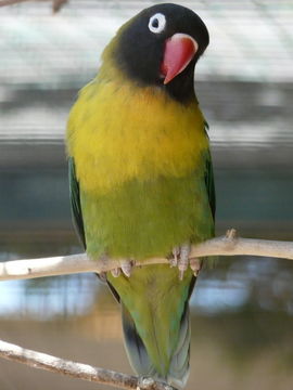 Image of <i>Agapornis personata</i>