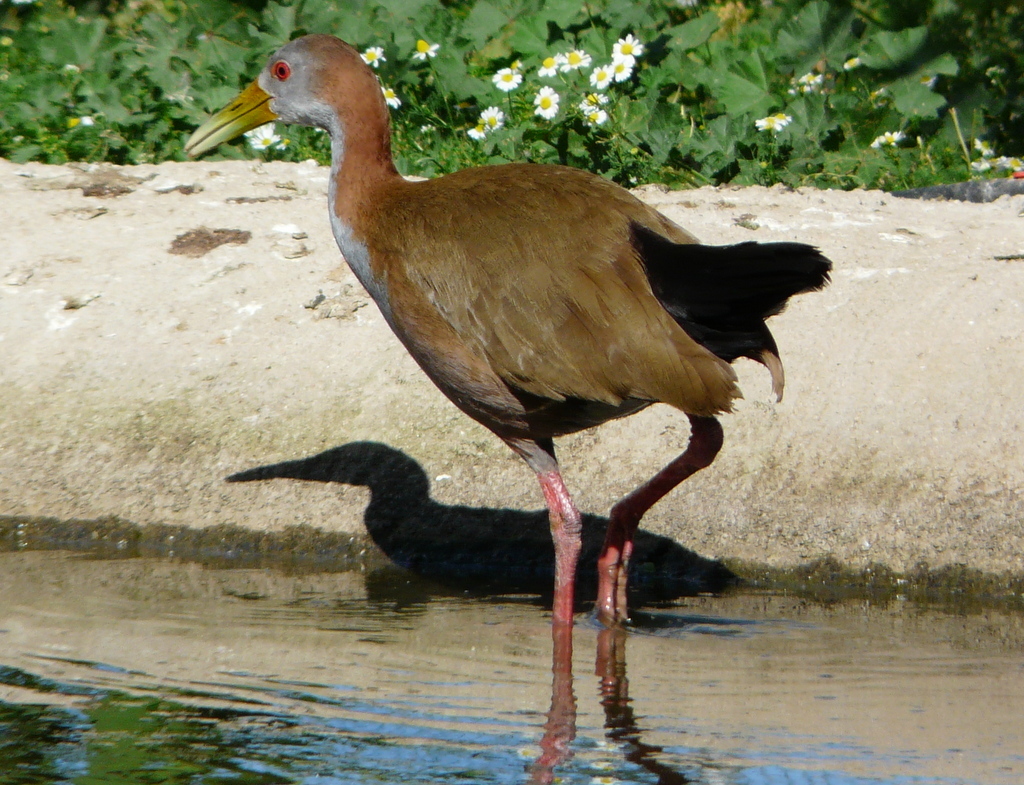 Image of Giant Wood Rail