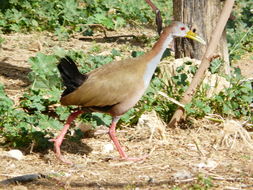 Image of Giant Wood Rail