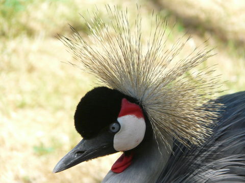 Image of Grey Crowned Crane