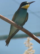 Plancia ëd Merops apiaster Linnaeus 1758