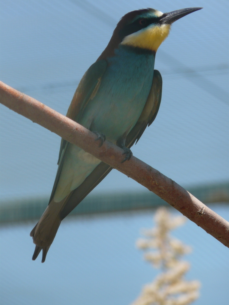 Plancia ëd Merops apiaster Linnaeus 1758