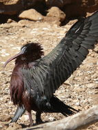 Image of Glossy Ibis