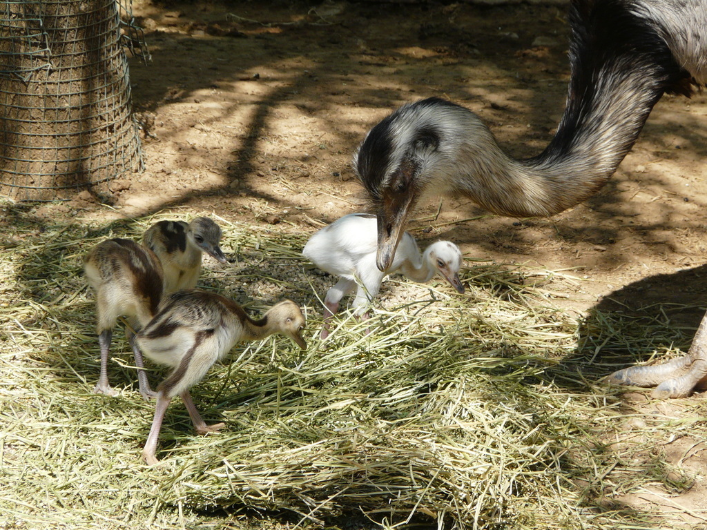 Image of Common Rhea