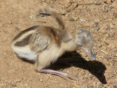 Image of Common Rhea
