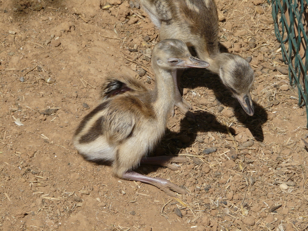 Image of Common Rhea