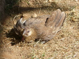 Image of Grey Junglefowl