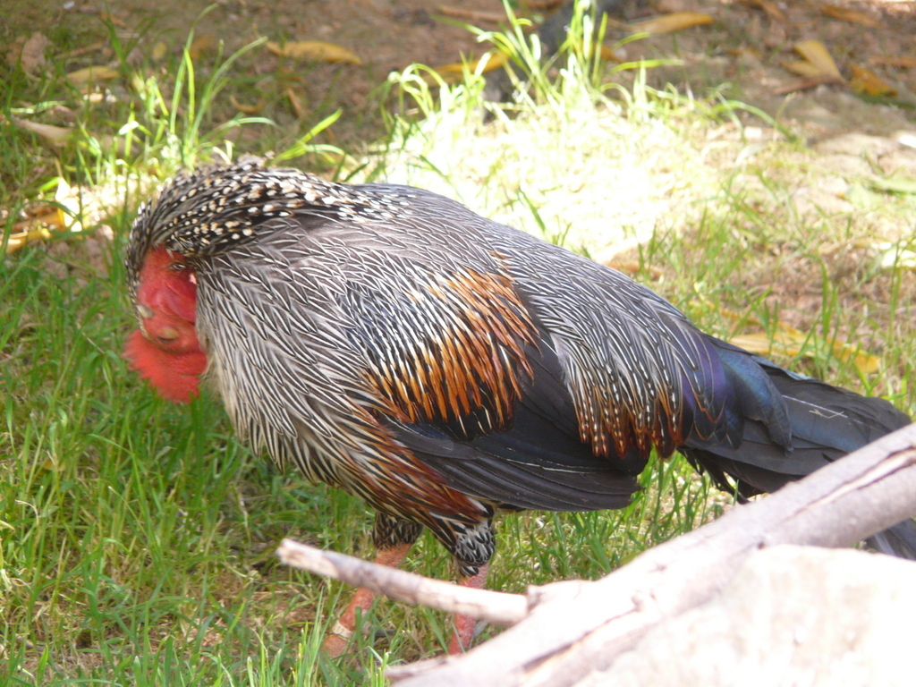 Image of Grey Junglefowl