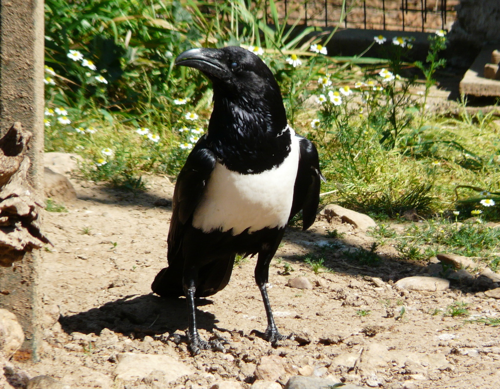 Image of Pied Crow