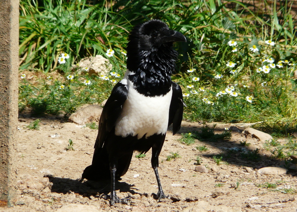 Image of Pied Crow