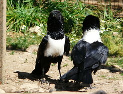 Image of Pied Crow