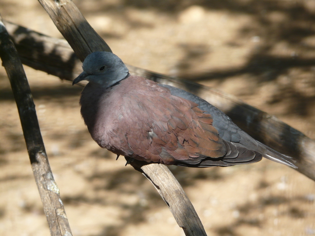 Image of Red Collared Dove