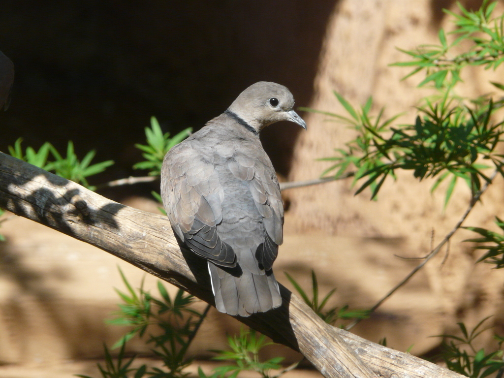 Image of Red Collared Dove