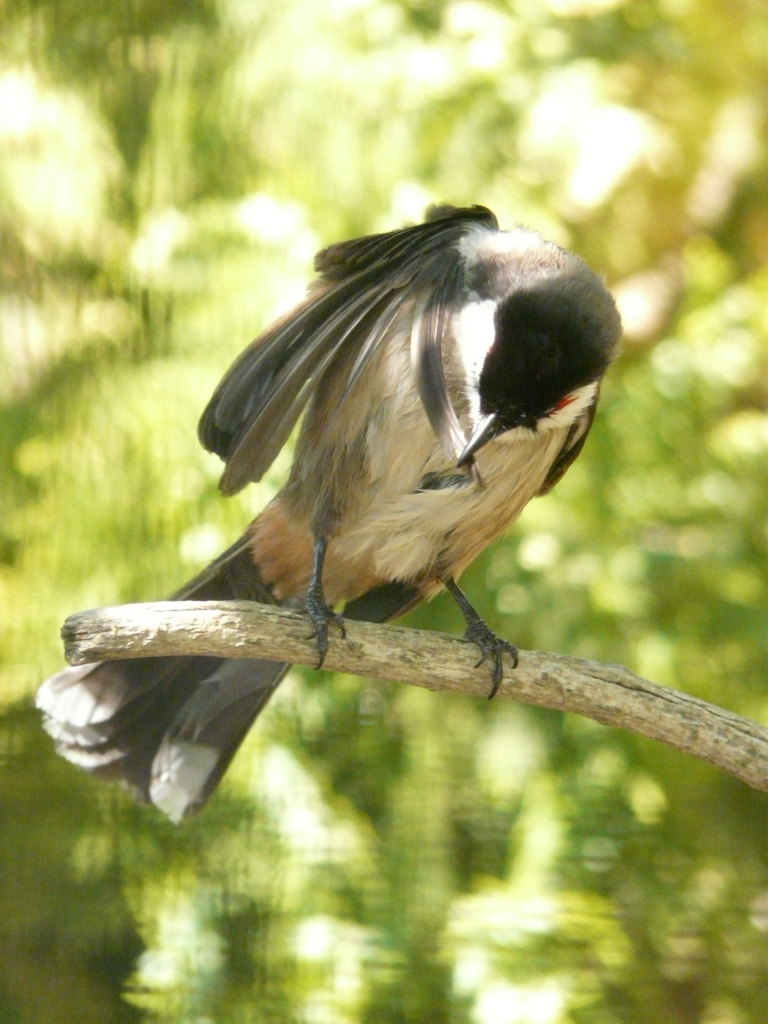 Image of Red-whiskered Bulbul