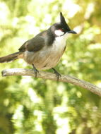 Image of Red-whiskered Bulbul