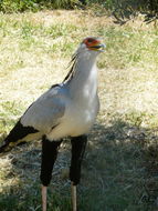 Image of Secretarybird