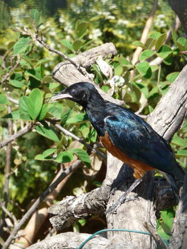 Image of Superb Starling