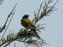 صورة Motacilla flava feldegg Michahelles 1830