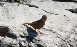 Image of Cretzschmar's Bunting