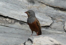 Image of Cretzschmar's Bunting