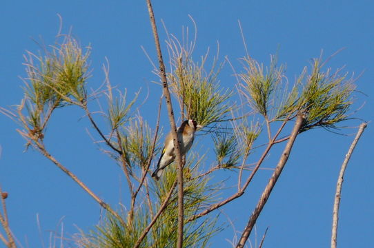 Image of European Goldfinch