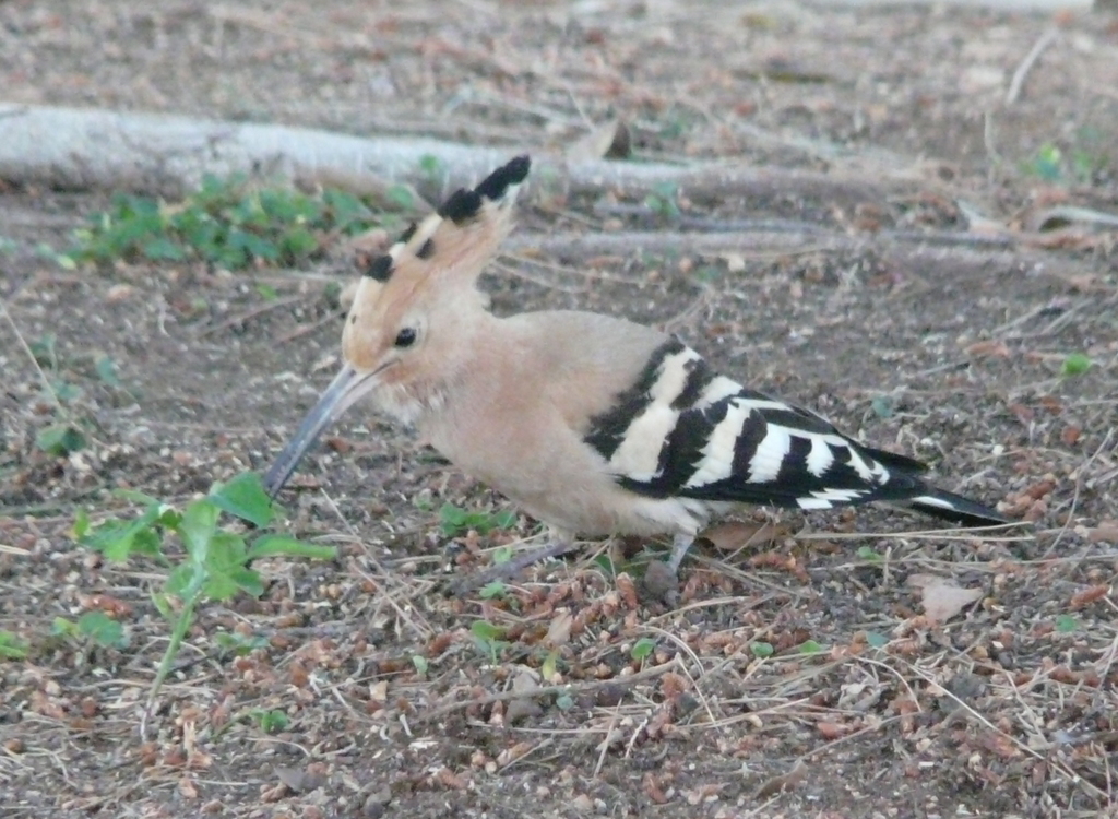 Image of Common Hoopoe