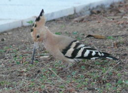 Image of Common Hoopoe