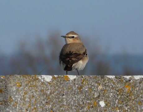 Image of European Wheatear