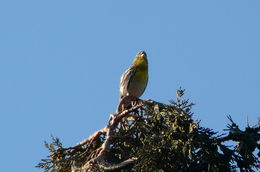 Image of serin, european serin