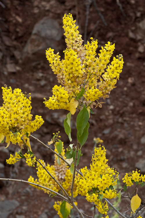 Слика од Galphimia glauca Cav.