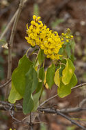 Слика од Galphimia glauca Cav.